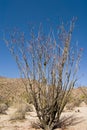 Ocotillo