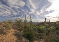 Ocotillo