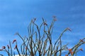 Ocotillo America Spanish cactus grown in Maricopa County, State of Arizona, United States