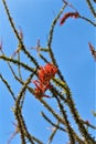 Ocotillo America Spanish cactus grown in Maricopa County, State of Arizona, United States