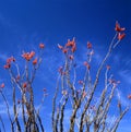 Ocotillo In Bloom