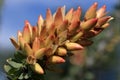 Ocotillo Bloom Royalty Free Stock Photo