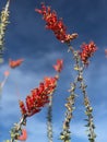 Ocotillo in bloom against a blue sky Royalty Free Stock Photo