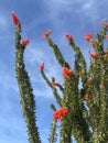Ocotillo in bloom against a blue sky Royalty Free Stock Photo