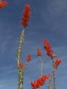 Ocotillo in bloom against a blue sky Royalty Free Stock Photo
