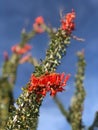 Ocotillo in bloom against a blue sky Royalty Free Stock Photo