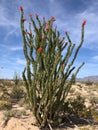 Ocotillo in bloom against a blue sky Royalty Free Stock Photo