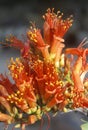 Ocotillo in Bloom, Anza Borrego Desert, CA Royalty Free Stock Photo