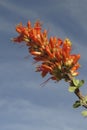 Ocotillo Bloom