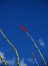 Ocotillo blossoms