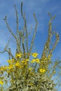 Ocotillo blossoms in desert in spring at Coyote Canyon, Anza-Borrego Desert State Park, near Anza Borrego Springs, CA