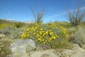 Ocotillo blossoms in springtime desert at Coyote Canyon, Anza-Borrego Desert State Park, near Anza Borrego Springs, CA