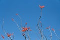 Ocotillo Branches against Blue Sky Royalty Free Stock Photo