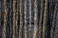 Ocotillo Branches Wired Together To Make a Security Fence Royalty Free Stock Photo