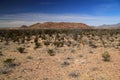 Ocotillo Cactii