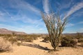 Ocotillo Cactus