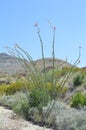 Ocotillo cactus in Big Bend National Park