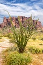 Ocotillo Cactus in Bloom with the Superstitions Flatiron in the Background