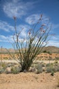 Ocotillo cactus blooming in the desert Royalty Free Stock Photo