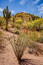 Blooming Ocotillo Cactus in the Desert Royalty Free Stock Photo