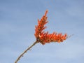 Ocotillo Cactus Flowers