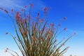 Ocotillo Cactus in Organ Pipe Cactus National Monument