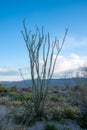 Ocotillo cactus plant in Joshua Tree National Park in the Mojave Desert of California at Sunset. Wildflowers around the plant Royalty Free Stock Photo