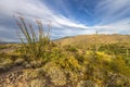 Ocotillo Cactus In Saguaro National Park