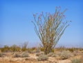 Ocotillo in the California Desert