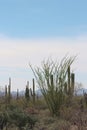 Ocotillo, creosote bushes, saguaro, prickly pear and cholla cacti on the Desert Discovery Nature Trail in Saguaro National Park