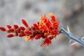 Ocotillo Crimson Bloom Royalty Free Stock Photo