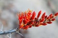 Ocotillo Crimson Bloom Royalty Free Stock Photo