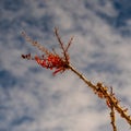 Ocotillo flower against busy sky, close-up