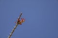 Ocotillo flower asymmetrical composition