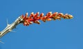 Ocotillo Flower in Bloom 2