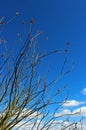 Ocotillo flower, candlewood, Fouquieria splendens