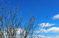 Ocotillo flower, candlewood, Fouquieria splendens