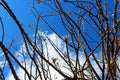 Ocotillo flower, candlewood, Fouquieria splendens