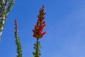 Ocotillo flower closeup. Royalty Free Stock Photo