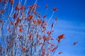 Ocotillo flower closeup. Royalty Free Stock Photo