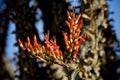 Ocotillo flower desert