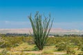 Ocotillo flowers blooming.