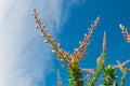 Ocotillo flowers blooming.