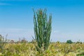 Ocotillo flowers blooming.