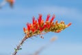 Ocotillo flowers blooming.