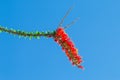 Ocotillo flowers blooming.