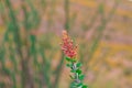 Ocotillo flowers blooming.