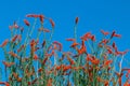 Ocotillo flowers blooming.