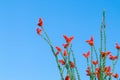 Ocotillo flowers blooming.