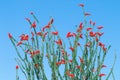 Ocotillo flowers blooming.